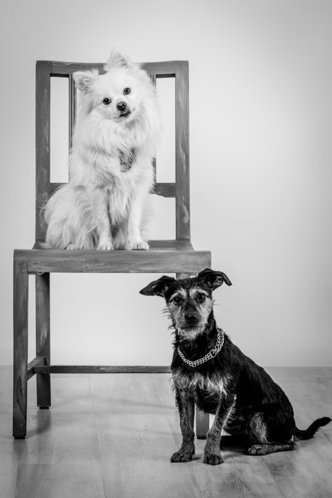 (c) Jeroen de Kort Photography